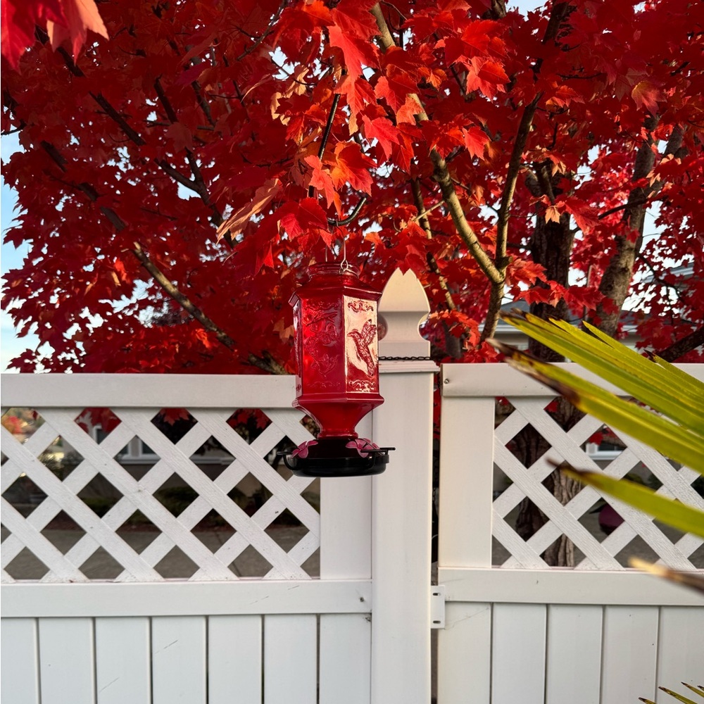 Red Glass Hummingbird Feeder - Picture 5 of 7